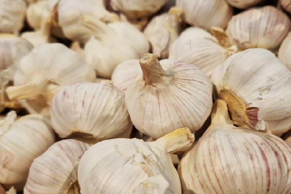 Ajo