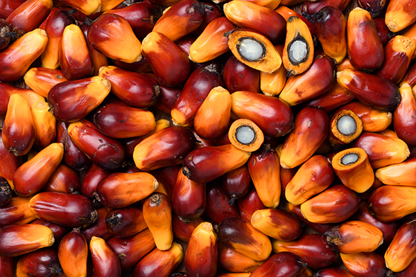 Palma Aceitera
