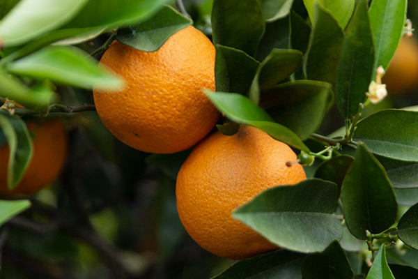 Mandarina