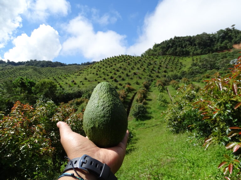 Aguacate